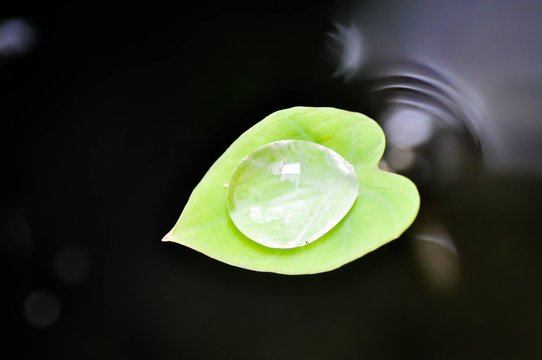 dew drop on caladium leaf