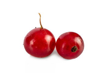 Red currant close-up isolated on white background