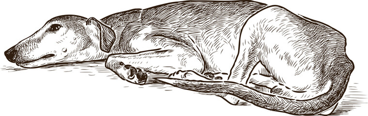 sketch of a resting greyhound