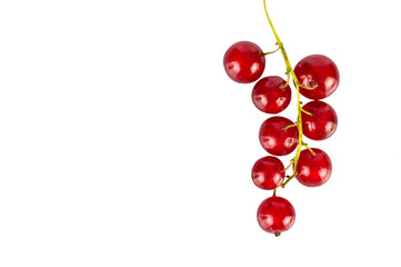 Red currant on the branch isolated on white background