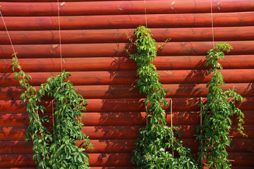 Summer cottage wall with crawling virginia creeper (Parthenocissus quinquefolia var. murorum) in the summer garden