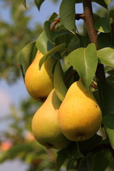 Ripe organic cultivar pears in the summer garden