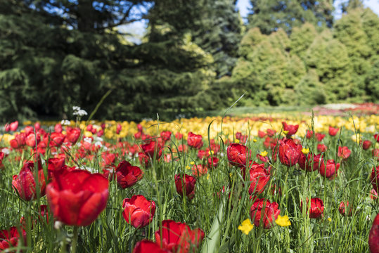 Yellow and red tulips on island Mainau, Lake of Constance, Germany