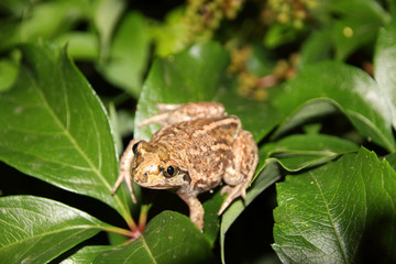 Common spadefoot (Pelobates vespertinus Pallas, 1771) on the leaves of virginia creeper (Parthenocissus quinquefolia var. murorum) in the night summer garden