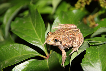 Common spadefoot (Pelobates vespertinus Pallas, 1771) on the leaves of virginia creeper (Parthenocissus quinquefolia var. murorum) in the night summer garden