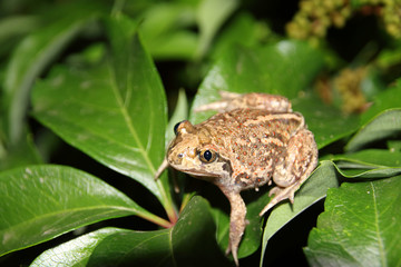Common spadefoot (Pelobates vespertinus Pallas, 1771) on the leaves of virginia creeper (Parthenocissus quinquefolia var. murorum) in the night summer garden