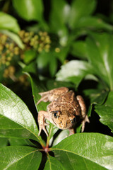 Common spadefoot (Pelobates vespertinus Pallas, 1771) on the leaves of virginia creeper (Parthenocissus quinquefolia var. murorum) in the night summer garden