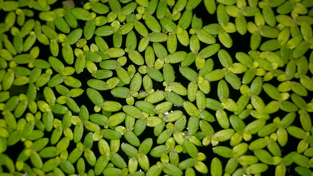 close up of Aquatic weeds with sun shade