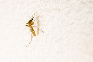 Anopheles mosquito
