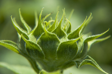 Sunflower closeup background and texture
