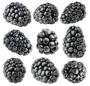 Isolated blackberries collection