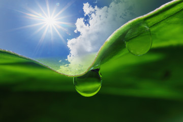 sunlight eco background with sky and dew drops on green grass le