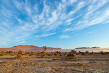 The Namib desert, roadtrip in the wonderful Namib Naukluft National Park, travel destination in Namibia, Africa. Braided Acacia tree and red sand dunes. Morning light, mist and fog.