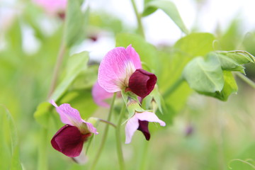 purple pea plant blooming