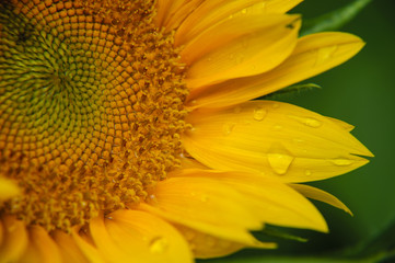 Sunflower closeup background and texture
