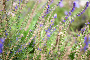 Bright purple wild flowers in soft focus and with beautiful boke