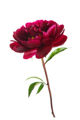 Burgundy peony flower on a stem with leaves isolated on white background