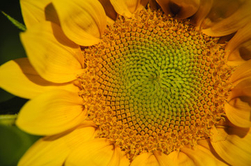 Sunflower closeup background and texture
