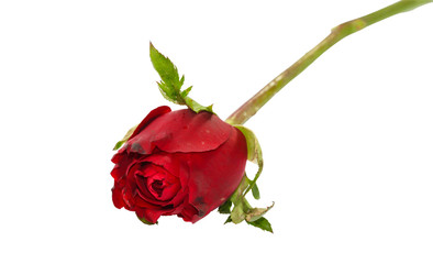 Single Valentine rose on white background