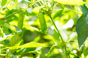 Japanese green bell peppers called shishito