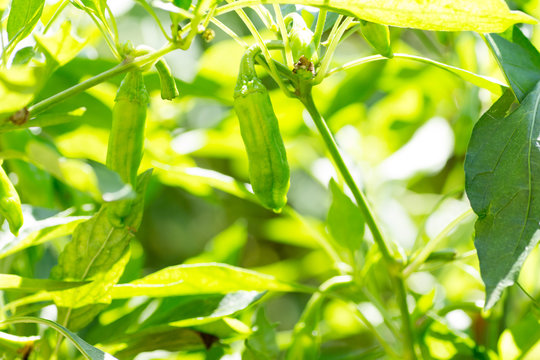 Japanese green bell peppers called shishito