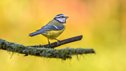 Blue tit with autumn coored background