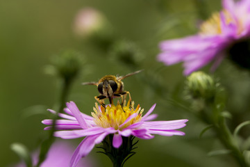 abeille sur aster 