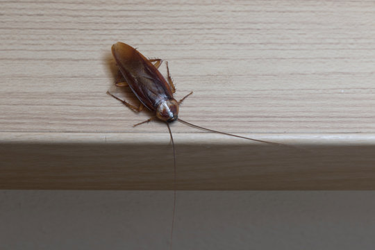 Cockroache on nature floor.