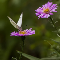 papillon blanc sur aster 