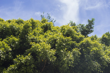green leave with blue sky background and sun light,selective focus