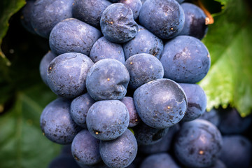 raisins prêts pour les vendanges