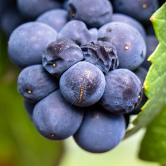 raisins prêts pour les vendanges