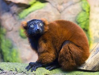 Рыжий лемур вари