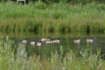 Canada geese or Branta Canadensis