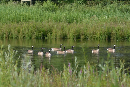 Canada geese or Branta Canadensis