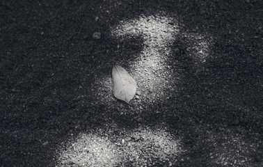 dry leaf on ground,black and white color picture style,selective focus,light effect added