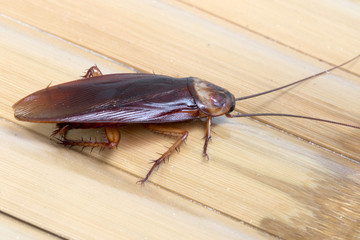 Cockroache on bamboo background.