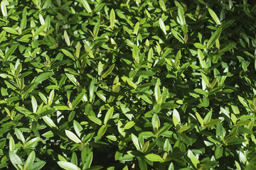 Obraz premium close up green leave of the Rubiaceae tree for texture or background