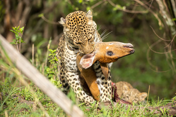 Leopard with the prey