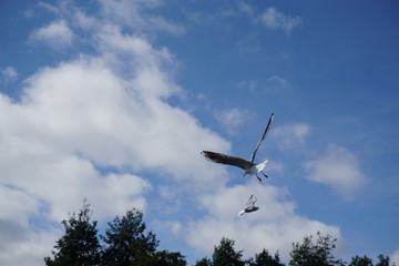 Seagulls at Sefton park in Liverpool
