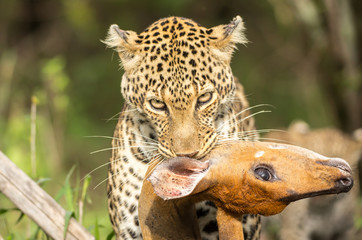 Naklejka premium Leopard with the prey