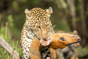 Leopard with the prey