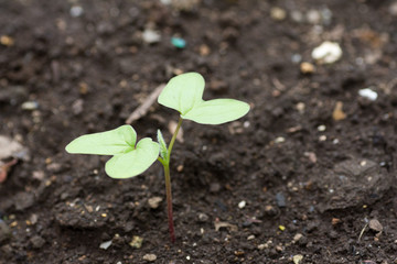 Fresh young cotyledon