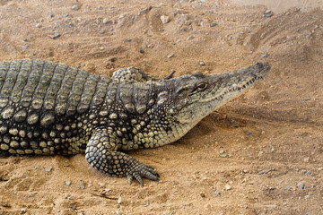 Huge crocodile basking in the sun