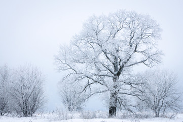 Frozen tree in snowy foggy field