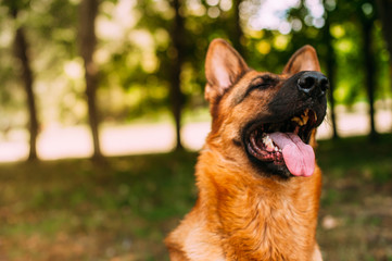 German shepherd in the park