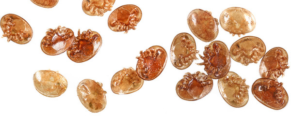 Varroa destructor bee parasite - microscope photo - obrazy, fototapety, plakaty