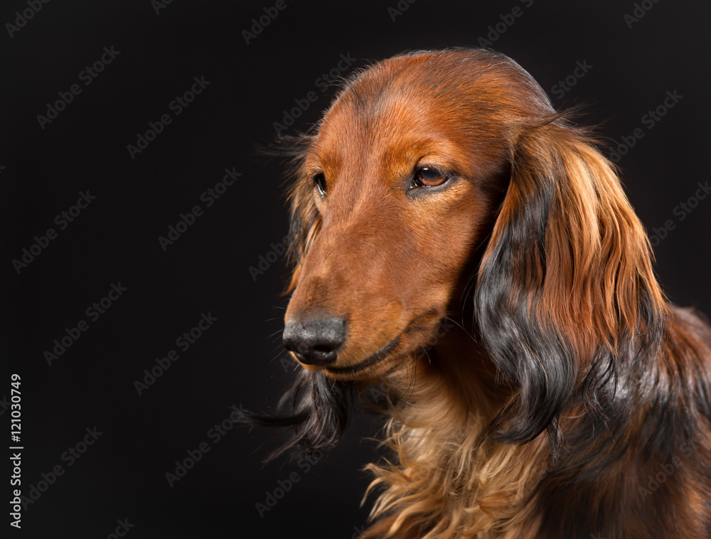 Wall mural Longhaired dachshund