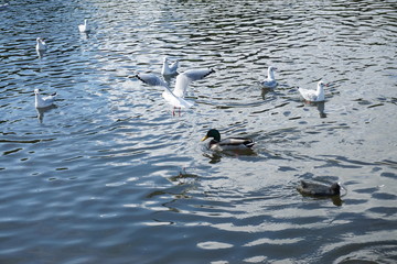 Seagulls at Sefton park in Liverpool