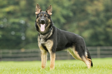 German Shepherd Dog